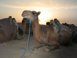 Camel Riding - The Ultimate Low Carbon Vehicle